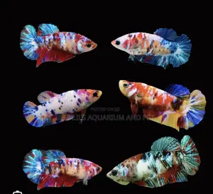 Candy Betta Fish