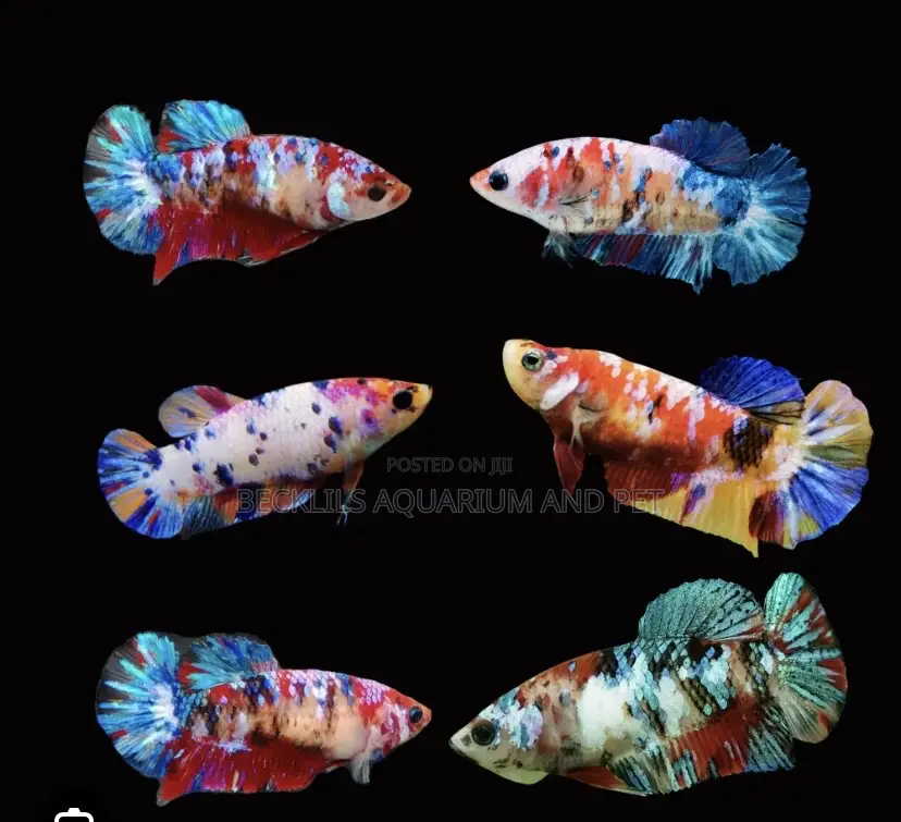 Candy Betta Fish