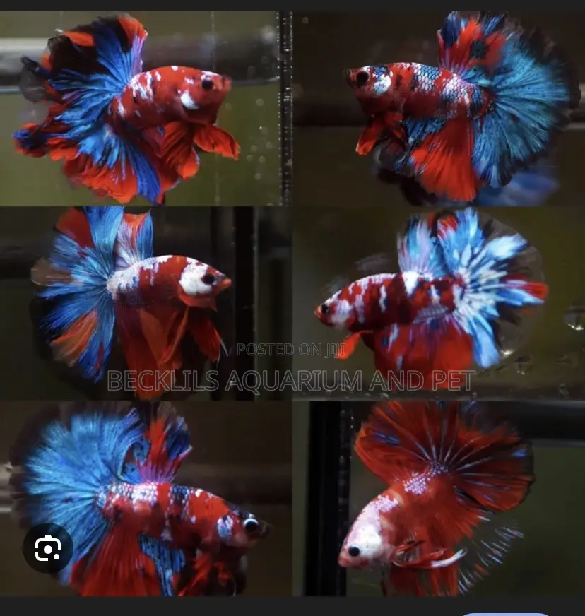 Candy Betta Fish