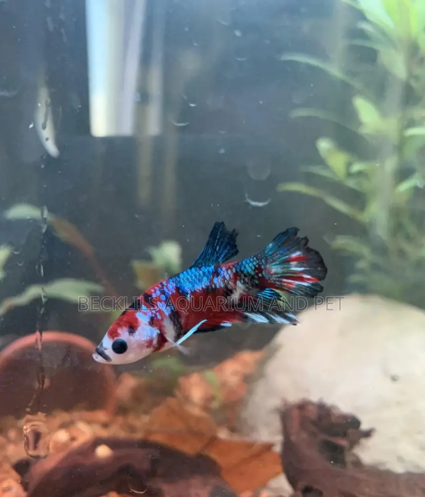 Candy Betta Fish
