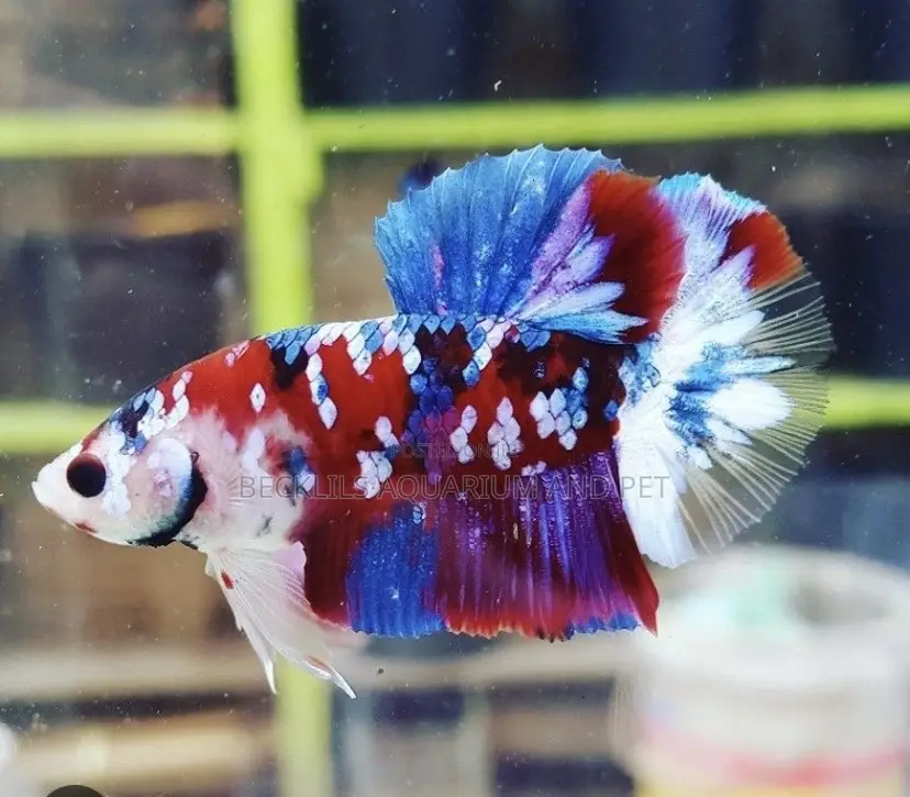 Candy Betta Fish