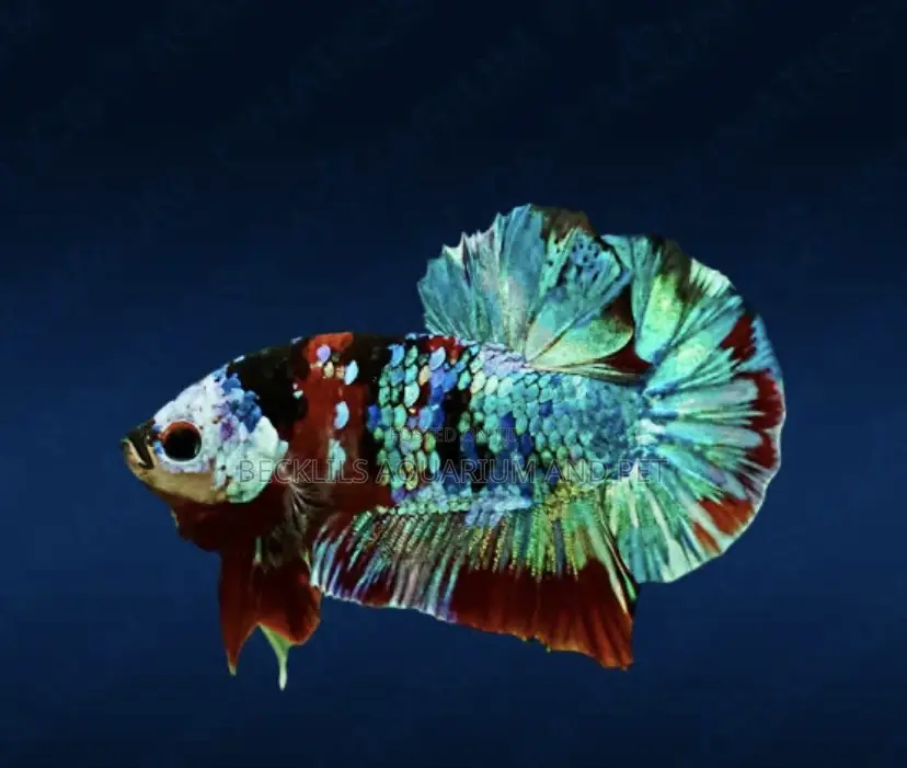 Candy Betta Fish