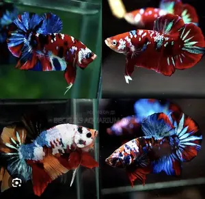Candy Betta Fish