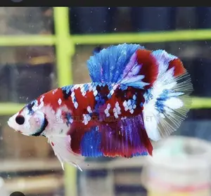 Candy Betta Fish