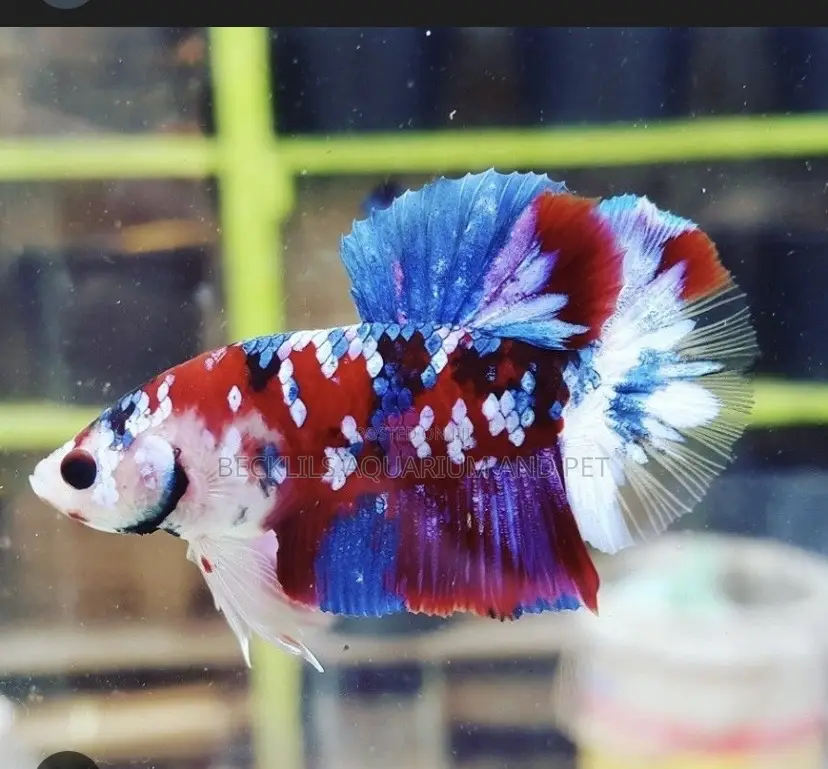 Candy Betta Fish