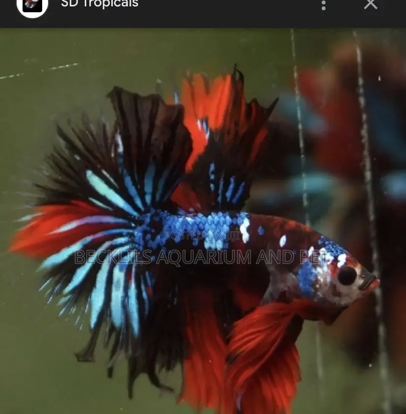 Candy Betta Fish