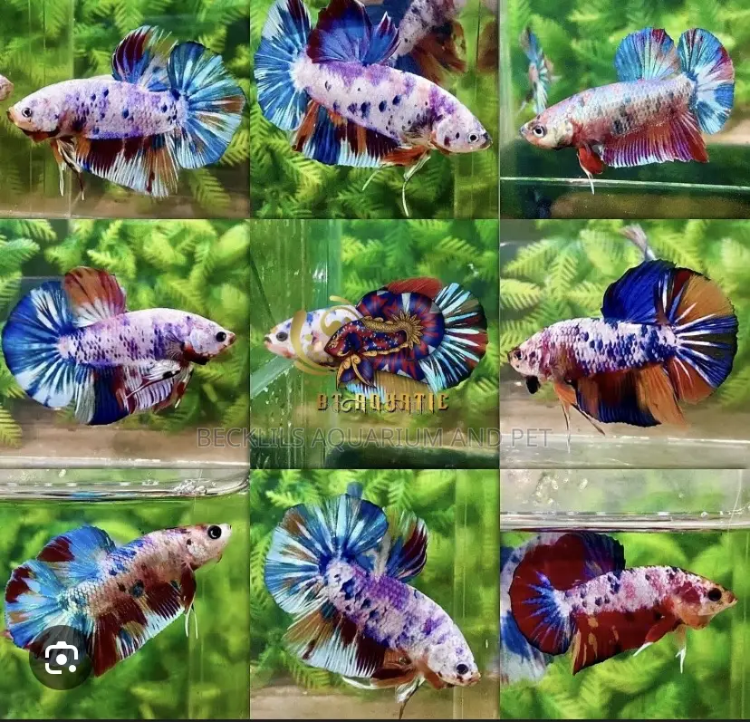Candy Betta Fish