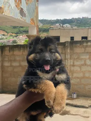 1-3 months Female Purebred German Shepherd