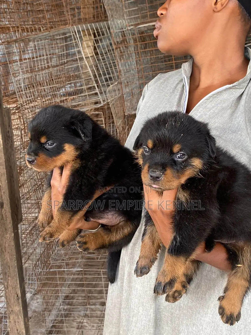 1-3 months Male Purebred Rottweiler