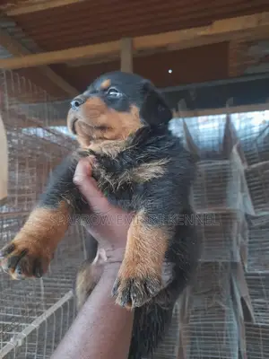 1-3 months Male Purebred Rottweiler