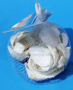 Shells For Aquarium