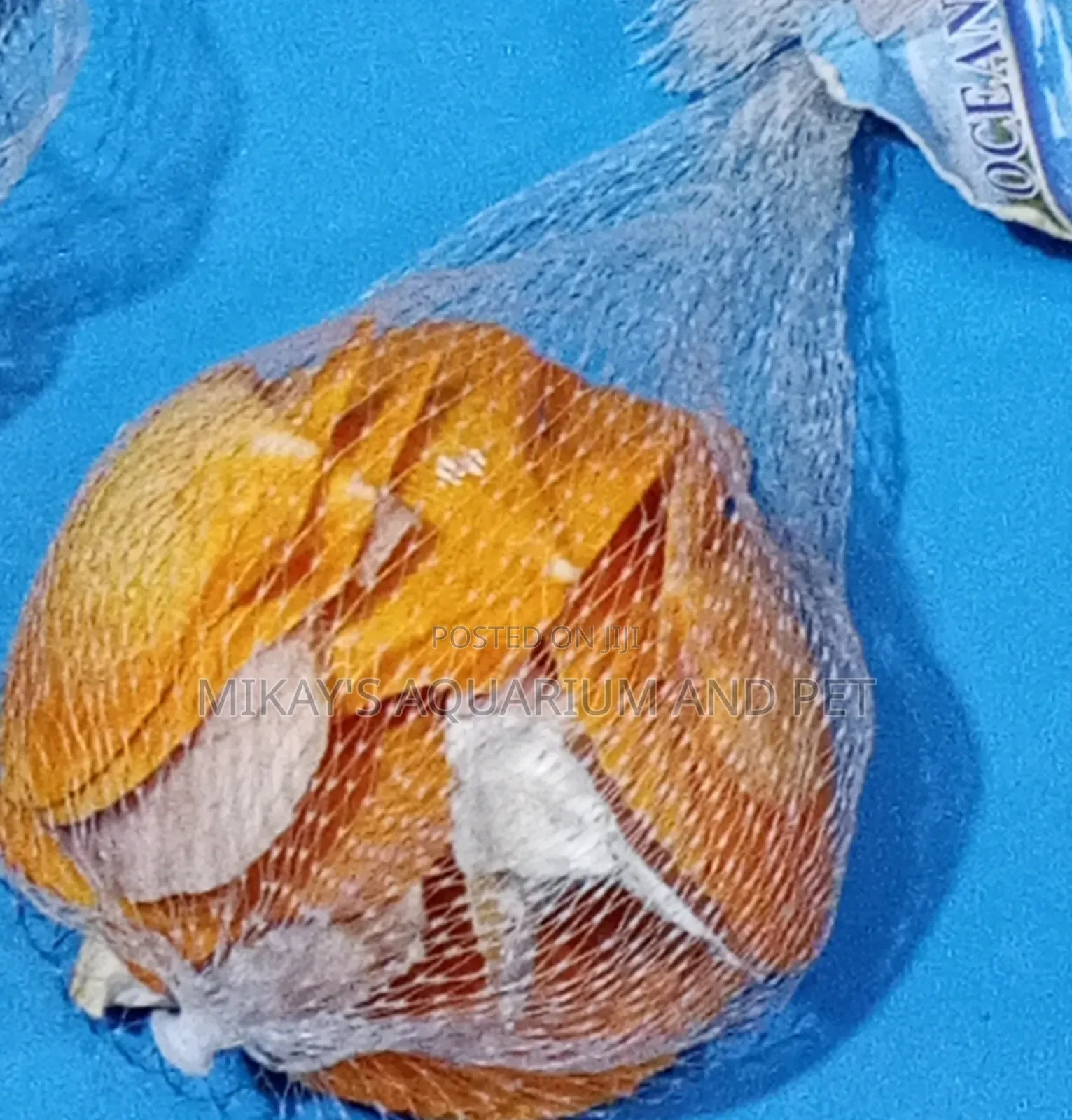 Shells For Aquarium
