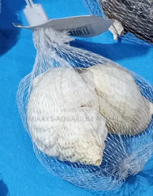 Shells For Aquarium