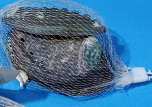 Shells For Aquarium