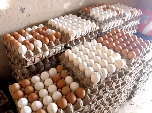 Fresh Eggs in Dansoman
