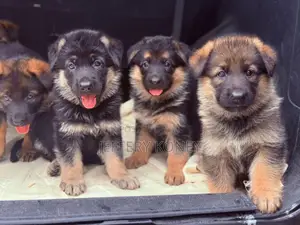 1-3 months Female Purebred German Shepherd