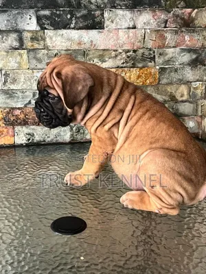 1-3 months Male Purebred Bullmastiff