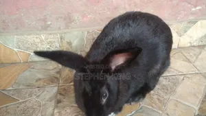 Rabbit For Sale To Beginners Farmers
