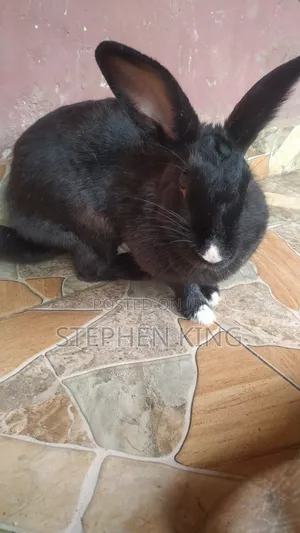 Rabbit For Sale To Beginners Farmers