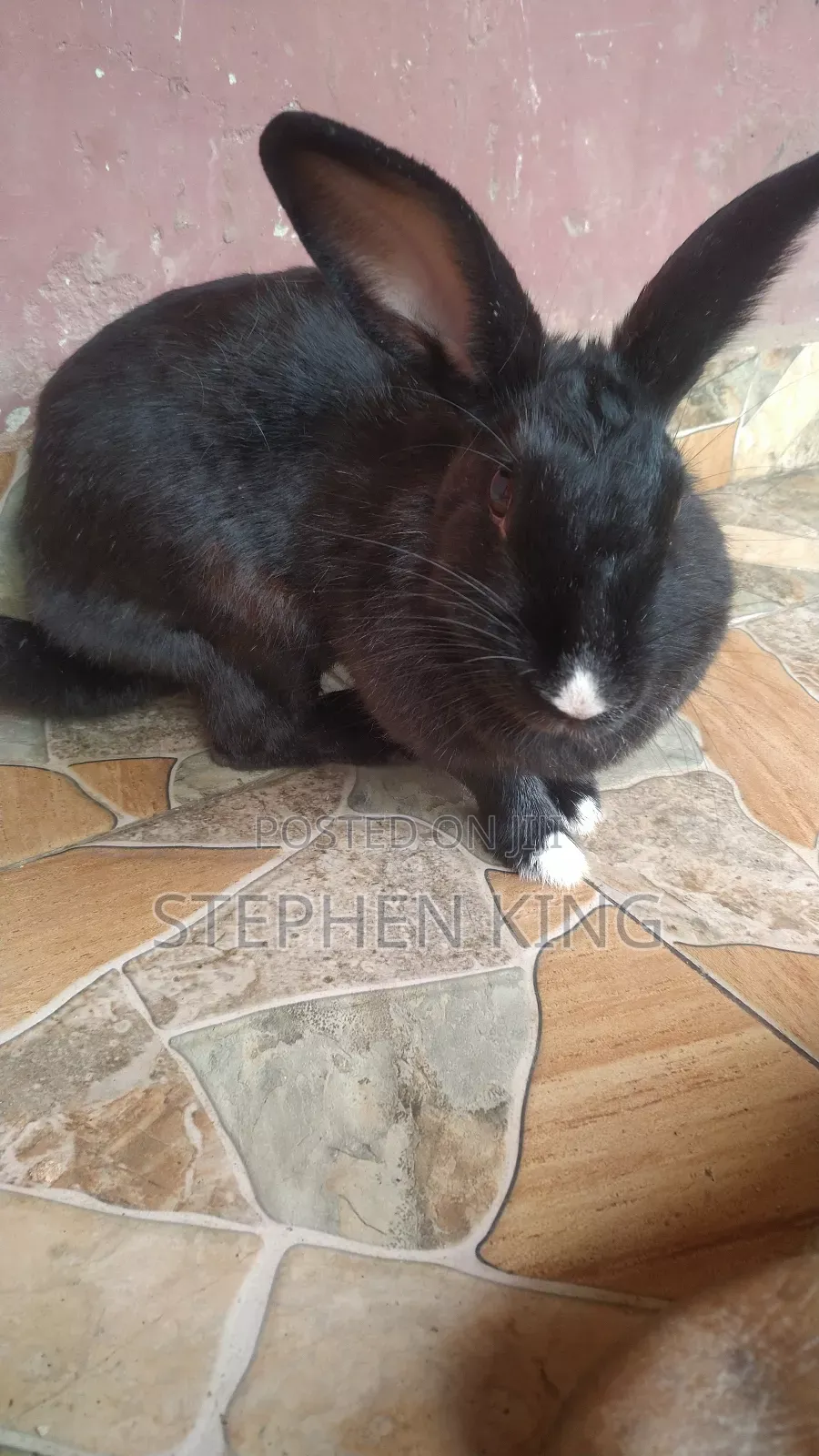 Rabbit For Sale To Beginners Farmers
