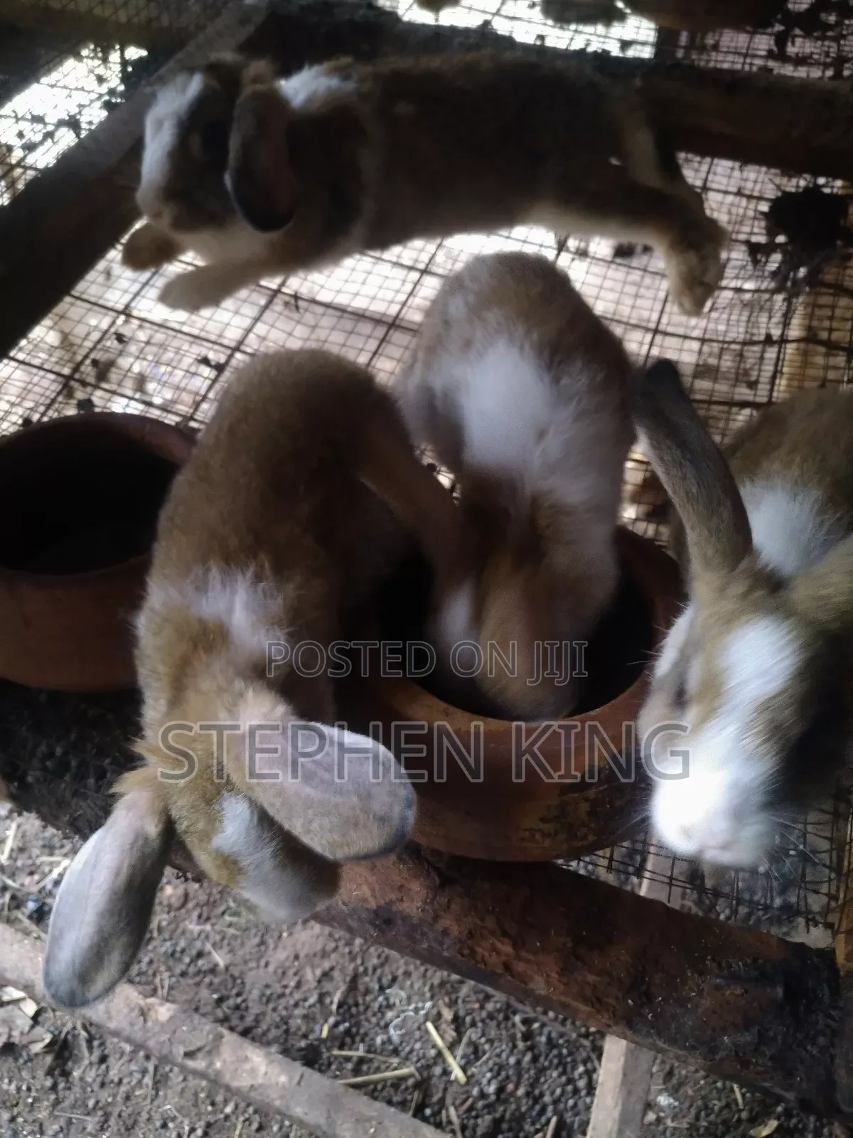 Rabbit For Sale To Beginners Farmers