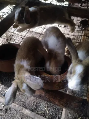 Rabbit For Sale To Beginners Farmers