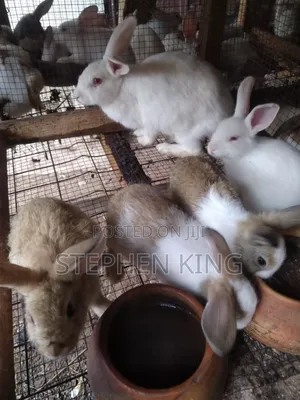 Rabbit For Sale To Beginners Farmers