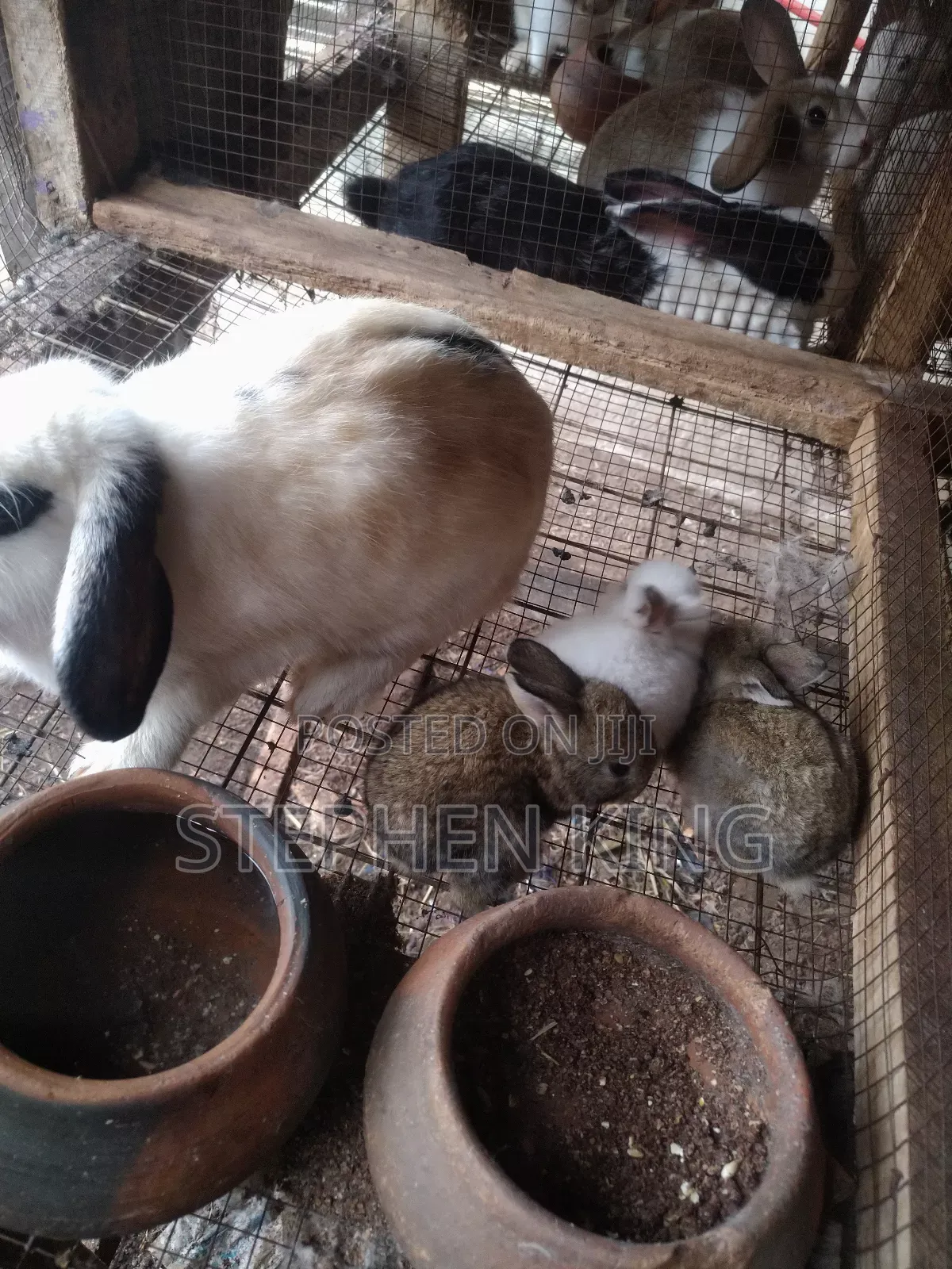 Rabbit For Sale To Beginners Farmers