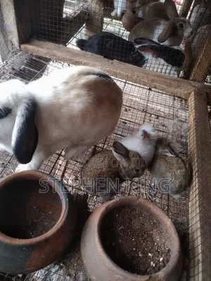 Rabbit For Sale To Beginners Farmers
