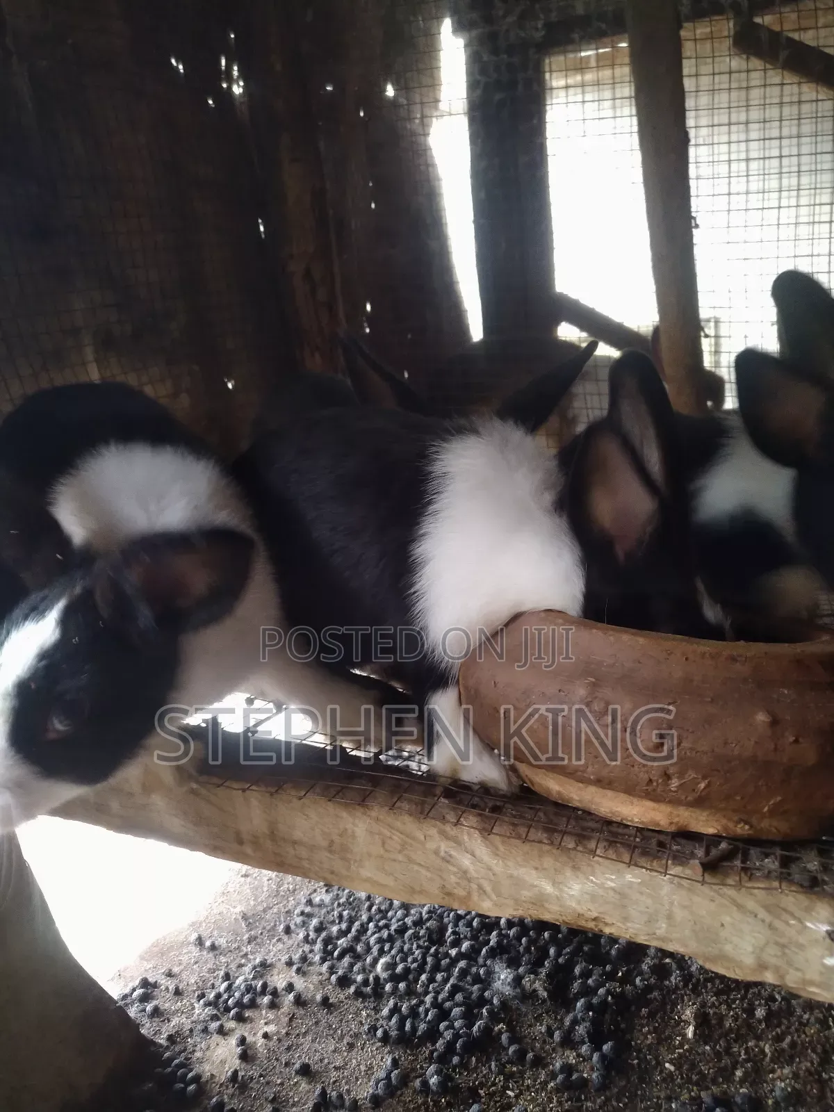 Rabbit For Sale To Beginners Farmers