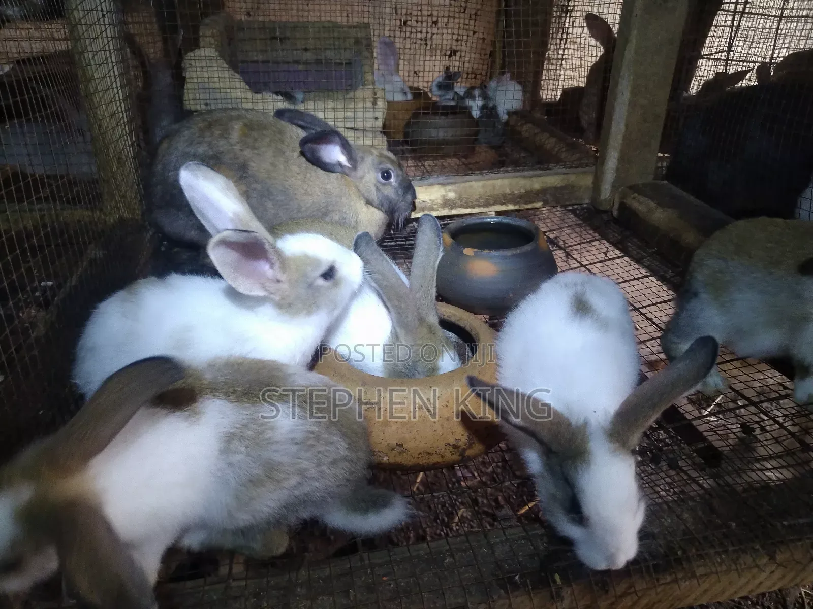 Rabbit For Sale To Beginners Farmers