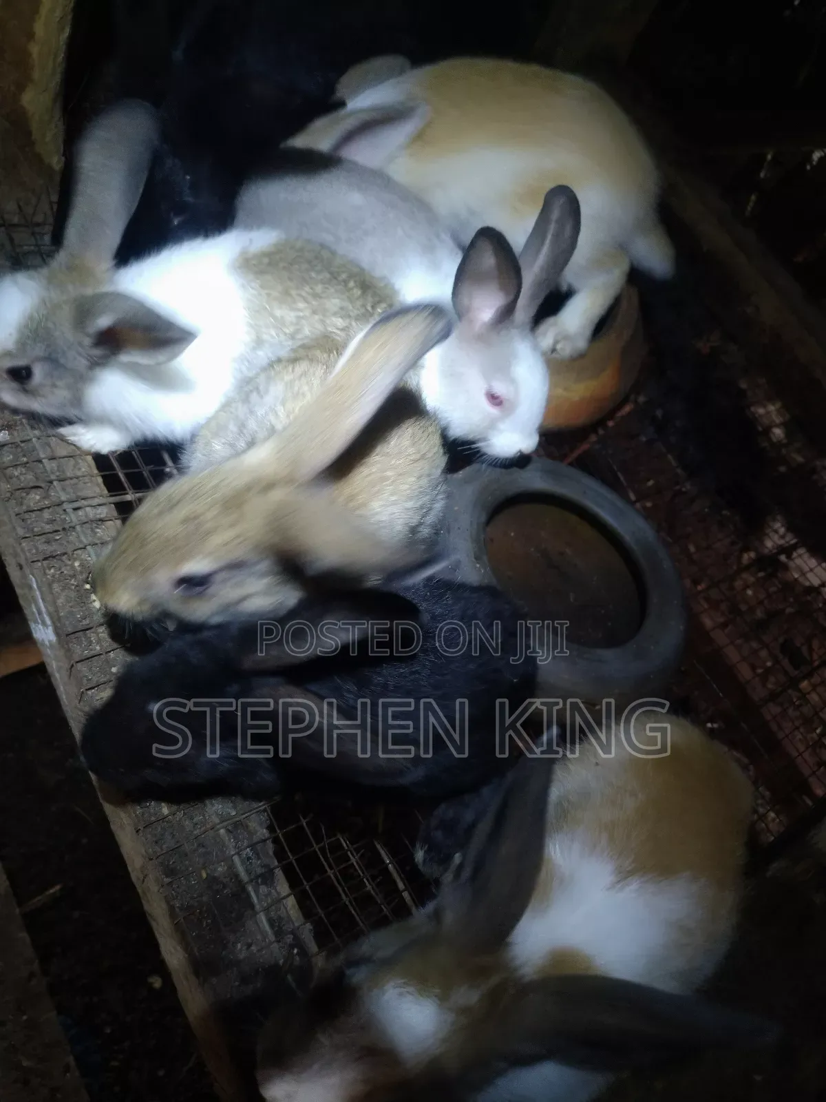 Rabbit For Sale To Beginners Farmers