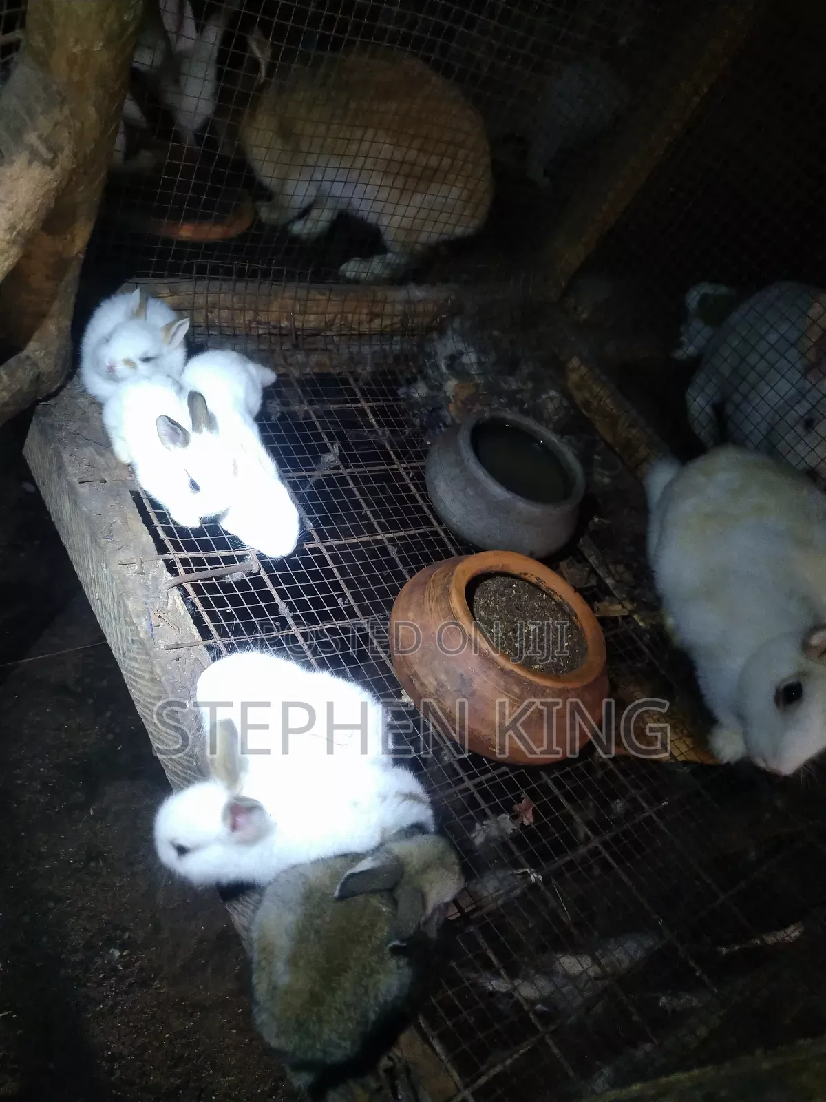 Rabbit For Sale To Beginners Farmers