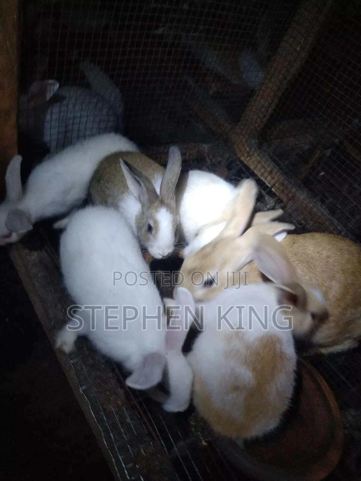 Rabbit For Sale To Beginners Farmers