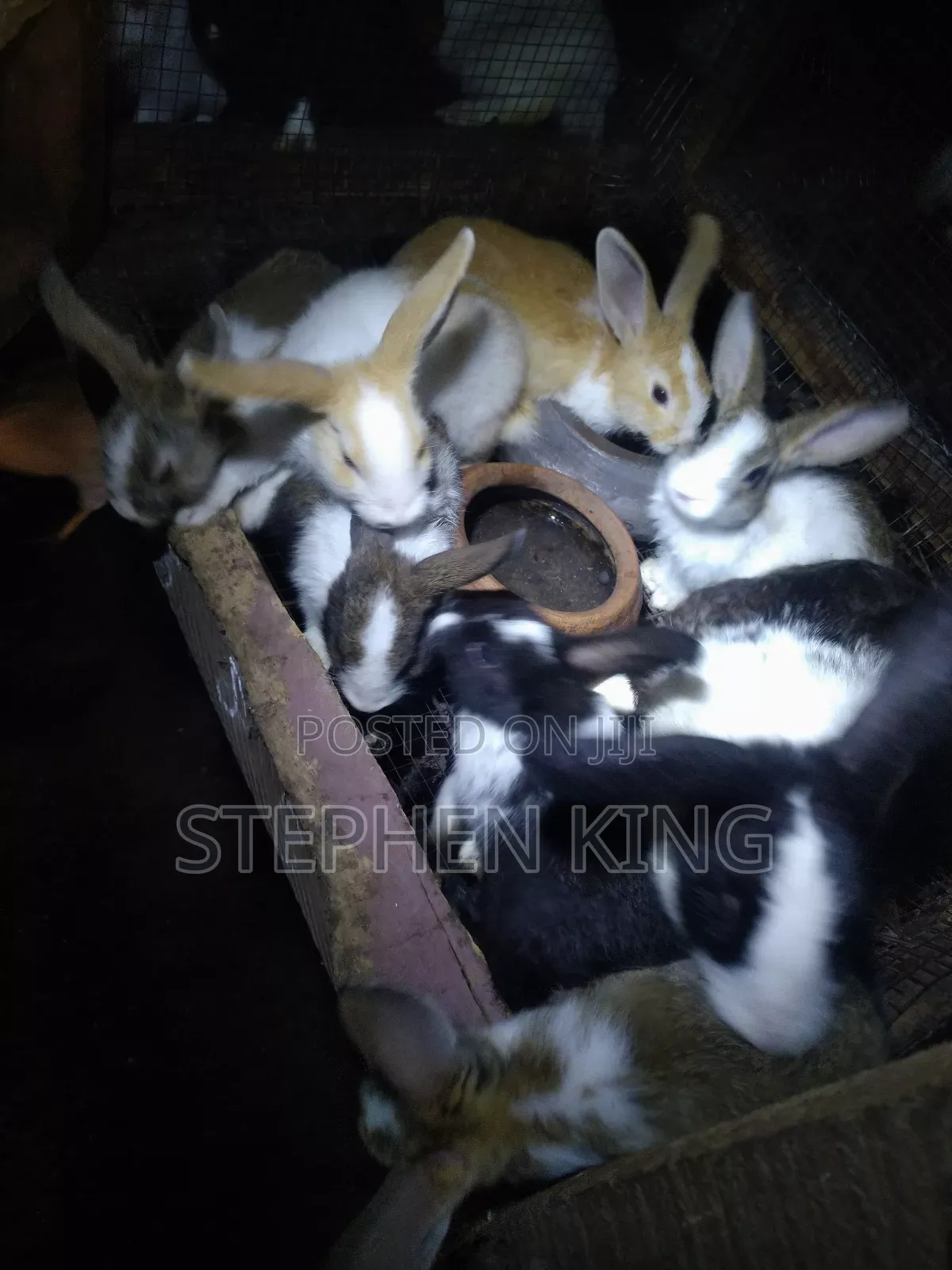 Rabbit For Sale To Beginners Farmers
