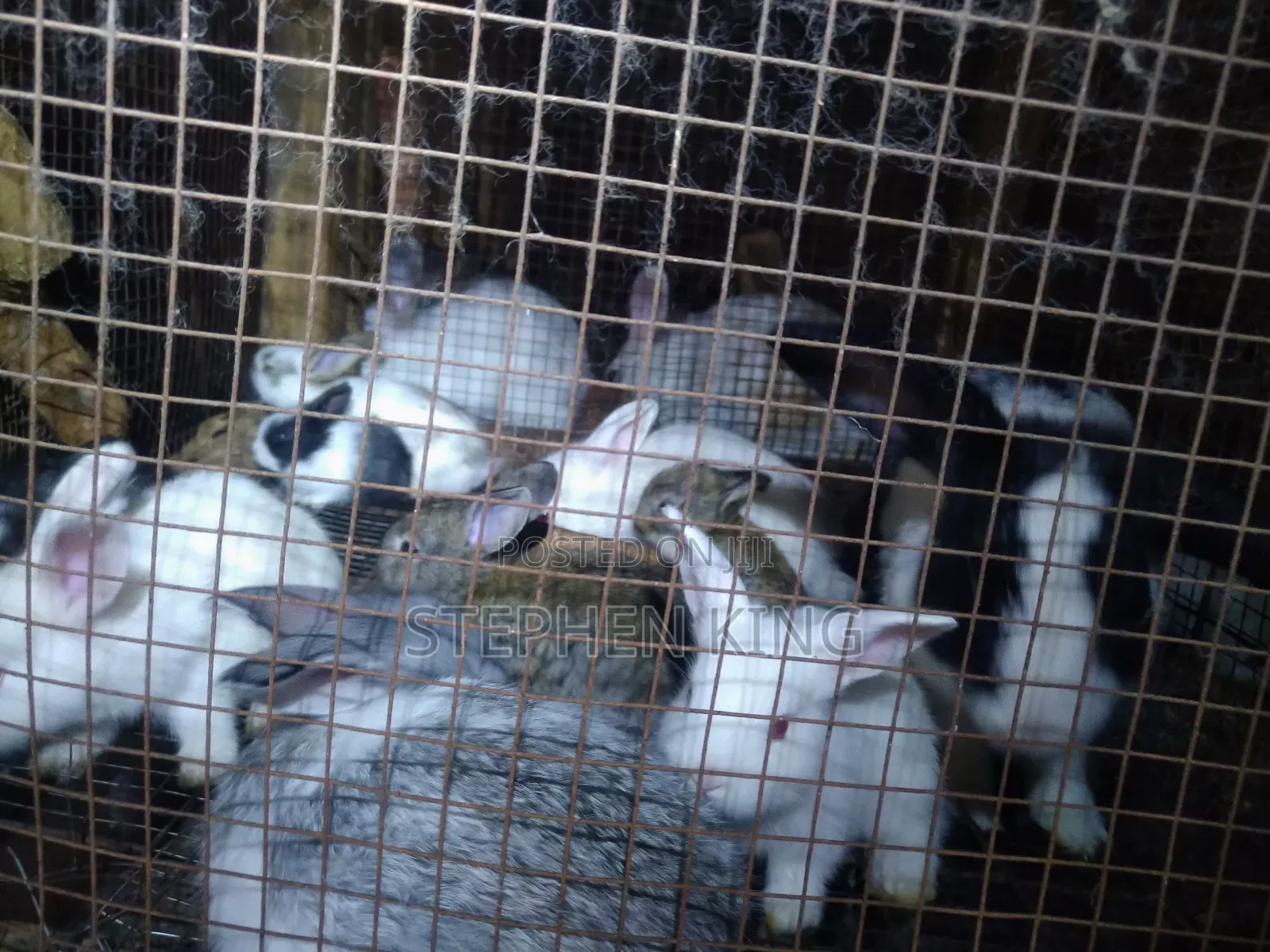 Rabbit For Sale To Beginners Farmers