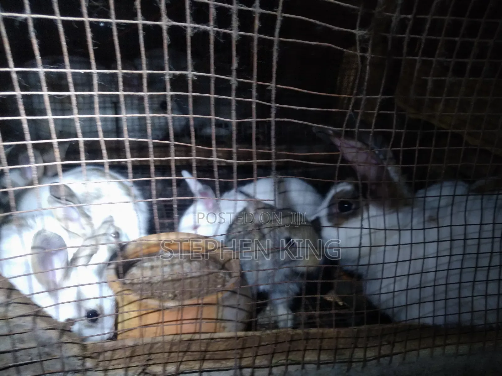 Rabbit For Sale To Beginners Farmers