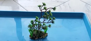 Plant for Aquarium