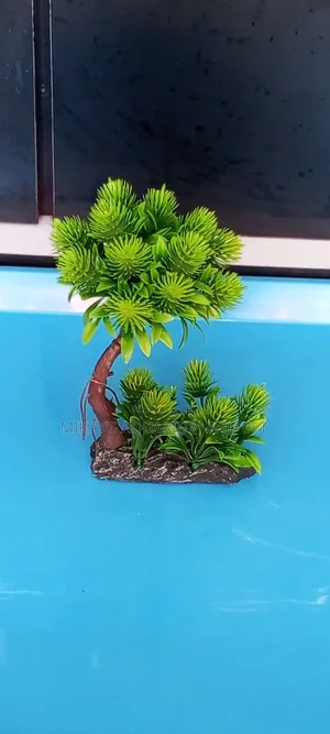 Plant for Aquarium