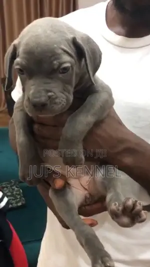 1-3 months Female Purebred Cane Corso