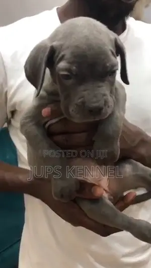 1-3 months Female Purebred Cane Corso