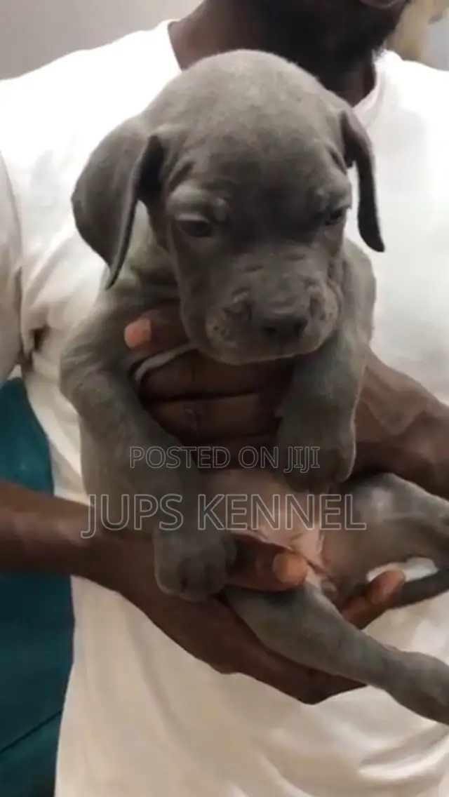 1-3 months Female Purebred Cane Corso