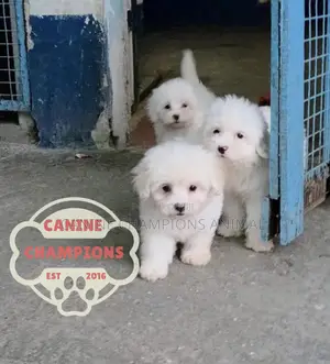 1-3 months Female Purebred Poodle