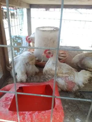 Broilers for Sale