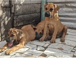 1-3 months Female Purebred Boerboel