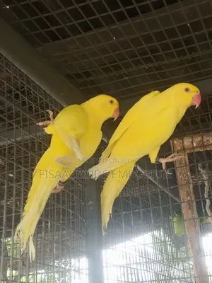 Exotic Lutino/Yellow Indian Parakeet
