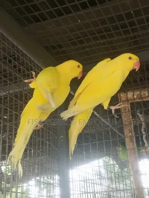 Exotic Lutino/Yellow Indian Parakeet