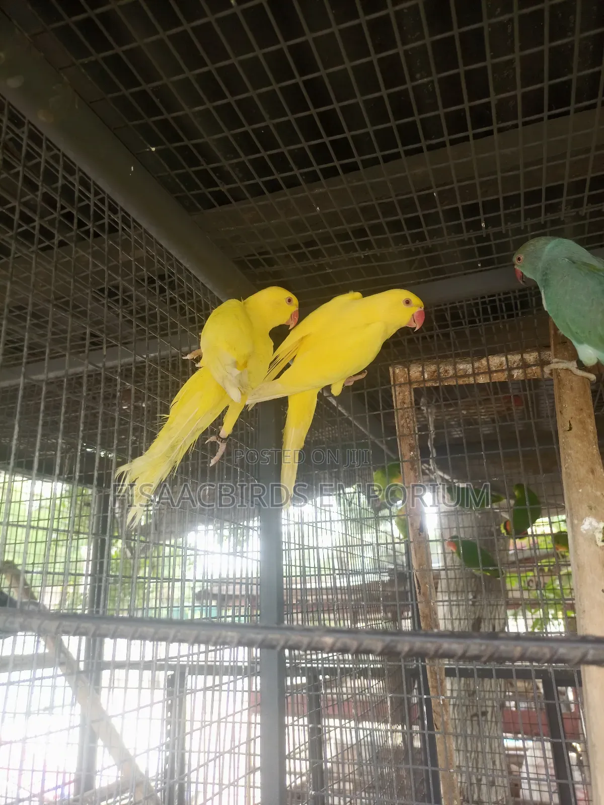 Exotic Lutino/Yellow Indian Parakeet