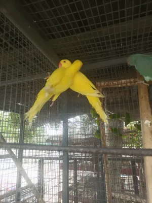 Exotic Lutino/Yellow Indian Parakeet