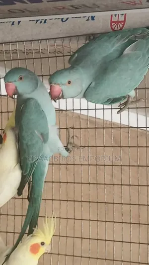 Exotic Blue Indian Ringneck Parakeet